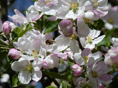 Les bestioles du verger, abeille sur fleurs de pommier