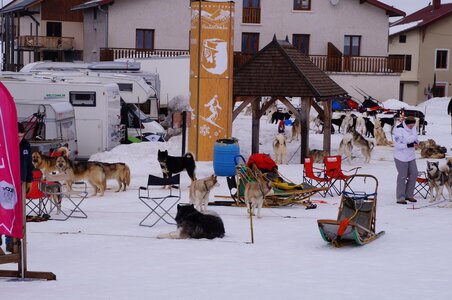 Course de chiens de traineau La Pesse 2013, DSC02545  Copier 