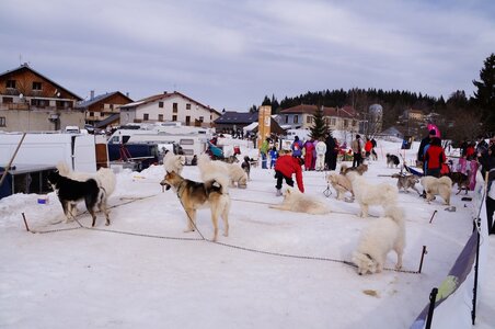 Course de chiens de traineau La Pesse 2013, DSC02551  Copier 