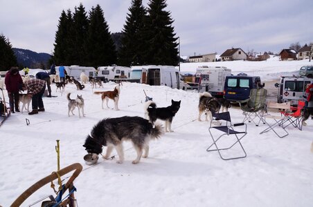 Course de chiens de traineau La Pesse 2013, DSC02559  Copier 
