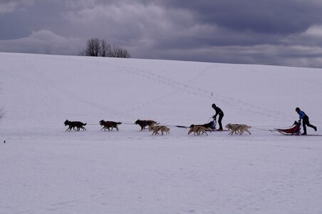 Course de chiens de traineau La Pesse 2013, DSC02686  Copier 