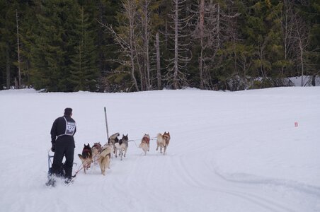 Course de chiens de traineau La Pesse 2013, DSC02729  Copier 