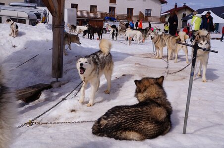 Course de chiens de traineau La Pesse 2013, DSC02882  Copier 