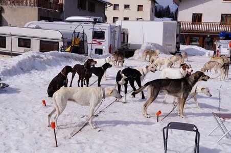 Course de chiens de traineau La Pesse 2013, DSC02885  Copier 