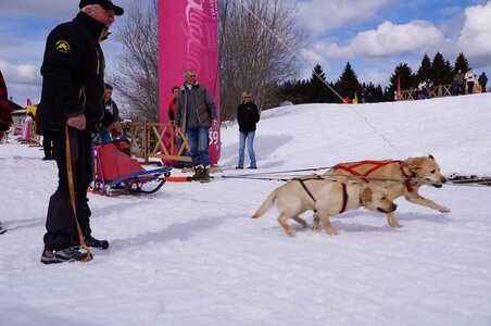 Course de chiens de traineau La Pesse 2013, DSC03061  Copier 