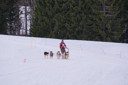 Course de chiens de traineau La Pesse 2013, DSC03233  Copier 
