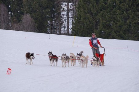 Course de chiens de traineau La Pesse 2013, DSC03234  Copier 