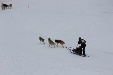 Course de chiens de traineau La Pesse 2013, IMG_1749  Copier 