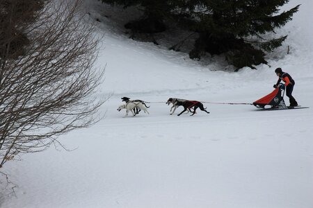 Course de chiens de traineau La Pesse 2013, IMG_1757  Copier 
