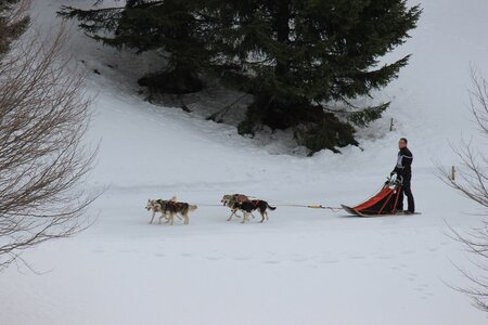 Course de chiens de traineau La Pesse 2013, IMG_1763  Copier 