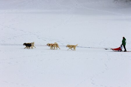 Course de chiens de traineau La Pesse 2013, IMG_1798  Copier 