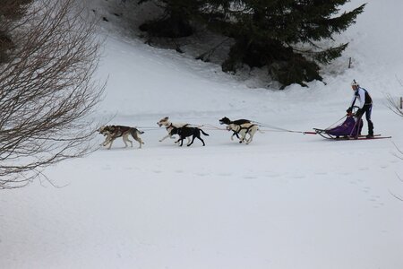 Course de chiens de traineau La Pesse 2013, IMG_1805  Copier 