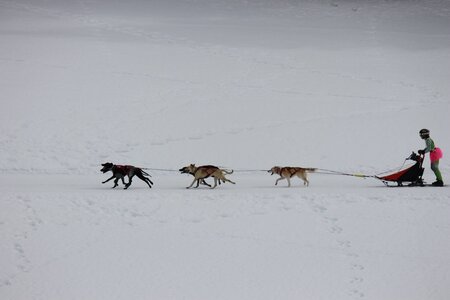 Course de chiens de traineau La Pesse 2013, IMG_1830  Copier 