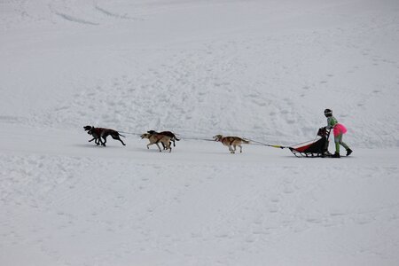 Course de chiens de traineau La Pesse 2013, IMG_1831  Copier 