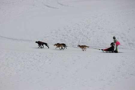 Course de chiens de traineau La Pesse 2013, IMG_1832  Copier 
