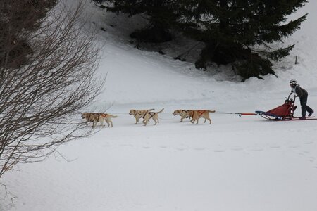 Course de chiens de traineau La Pesse 2013, IMG_1838  Copier 