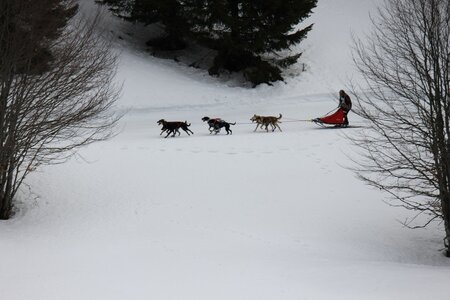 Course de chiens de traineau La Pesse 2013, IMG_1844  Copier 