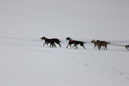 Course de chiens de traineau La Pesse 2013, IMG_1847  Copier 