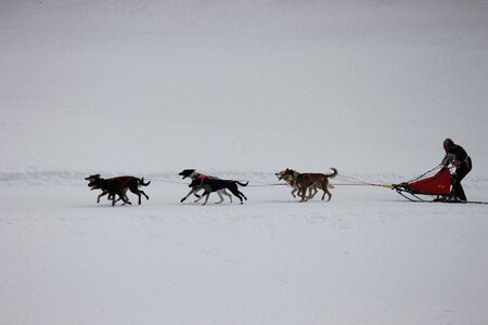Course de chiens de traineau La Pesse 2013, IMG_1849  Copier 