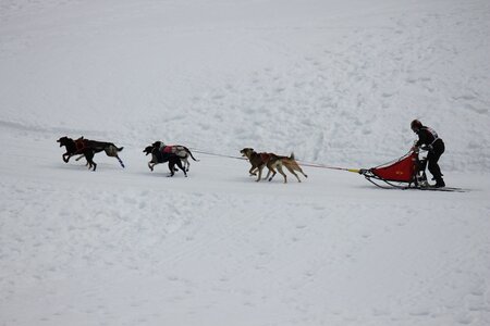 Course de chiens de traineau La Pesse 2013, IMG_1850  Copier 