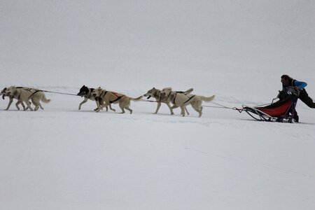 Course de chiens de traineau La Pesse 2013, IMG_1866  Copier 
