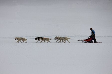 Course de chiens de traineau La Pesse 2013, IMG_1867  Copier 