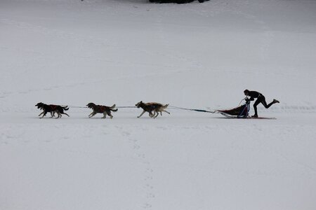 Course de chiens de traineau La Pesse 2013, IMG_1877  Copier 
