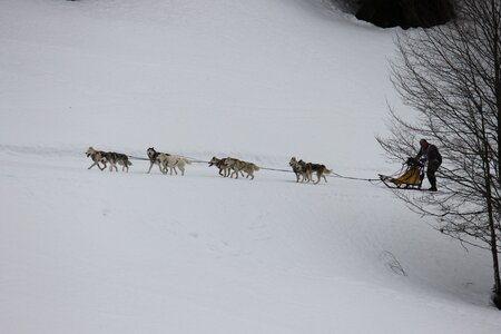 Course de chiens de traineau La Pesse 2013, IMG_1885  Copier 