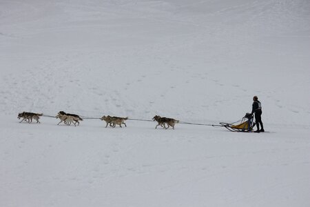 Course de chiens de traineau La Pesse 2013, IMG_1889  Copier 