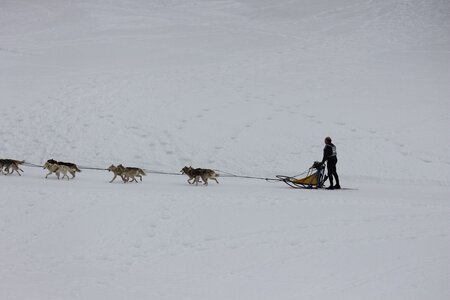 Course de chiens de traineau La Pesse 2013, IMG_1890  Copier 