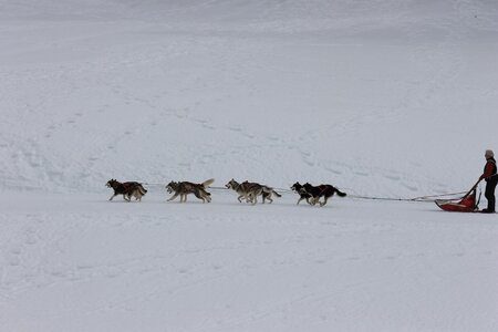 Course de chiens de traineau La Pesse 2013, IMG_1905  Copier 