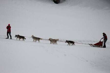 Course de chiens de traineau La Pesse 2013, IMG_1912  Copier 