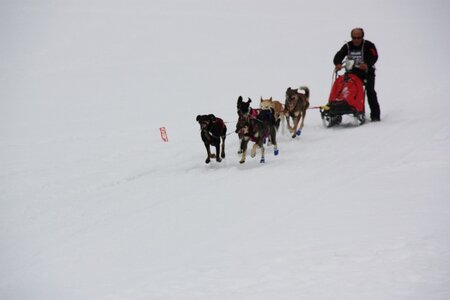 Course de chiens de traineau La Pesse 2013, IMG_3800  Copier 