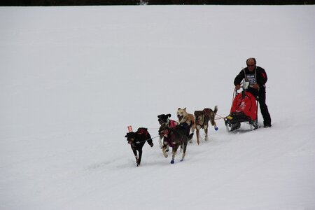 Course de chiens de traineau La Pesse 2013, IMG_3801  Copier 