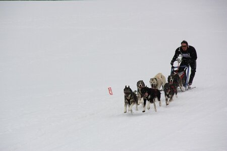 Course de chiens de traineau La Pesse 2013, IMG_3808  Copier 