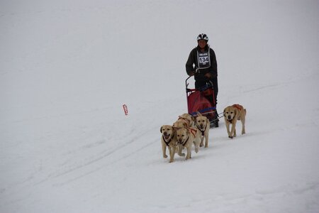 Course de chiens de traineau La Pesse 2013, IMG_3824  Copier 