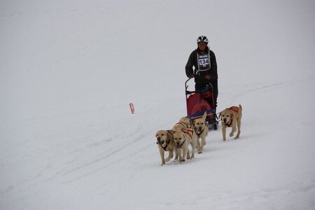 Course de chiens de traineau La Pesse 2013, IMG_3825  Copier 