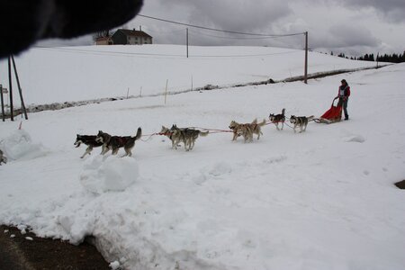 Course de chiens de traineau La Pesse 2013, IMG_3835  Copier 