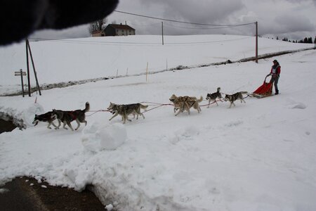 Course de chiens de traineau La Pesse 2013, IMG_3836  Copier 
