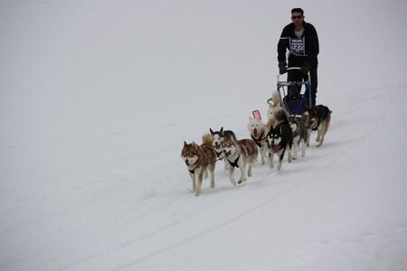Course de chiens de traineau La Pesse 2013, IMG_3839  Copier 