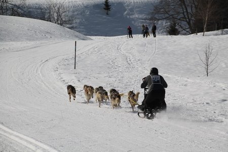 La Pesse 2015 Course de chiens de traineau (part1/2), IMG_4210