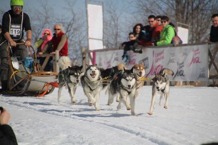La Pesse 2015 Course de chiens de traineau (part1/2), IMG_4227