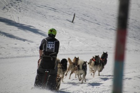 La Pesse 2015 Course de chiens de traineau (part1/2), IMG_4234