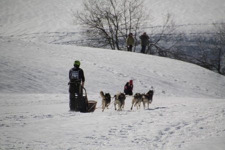 La Pesse 2015 Course de chiens de traineau (part1/2), IMG_4237