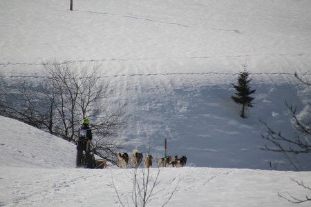 La Pesse 2015 Course de chiens de traineau (part1/2), IMG_4243