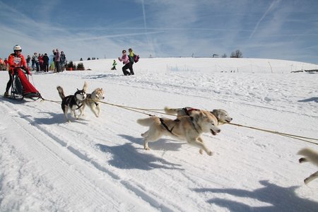 La Pesse 2015 Course de chiens de traineau (part1/2), IMG_4254