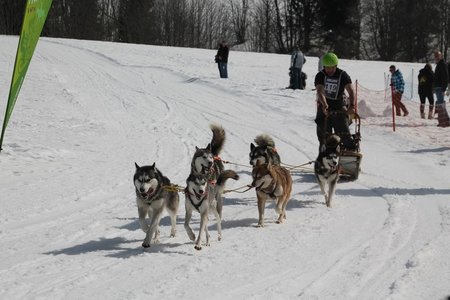 La Pesse 2015 Course de chiens de traineau (part1/2), IMG_4336