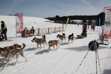 La Pesse 2015 Course de chiens de traineau (part1/2), IMG_4339