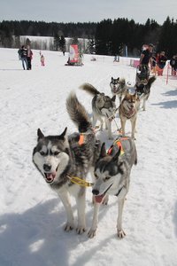 La Pesse 2015 Course de chiens de traineau (part1/2), IMG_4356