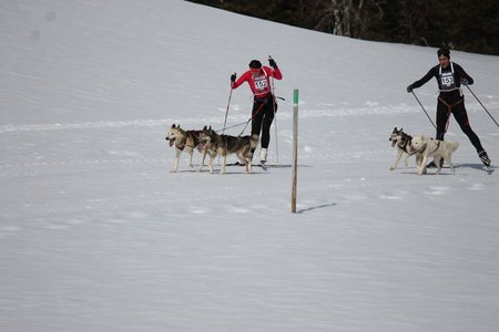 La Pesse 2015 Course de chiens de traineau (part1/2), IMG_5680